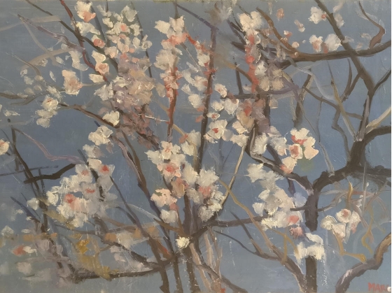 Branche de cerisiers