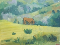 Taureau dans un pré